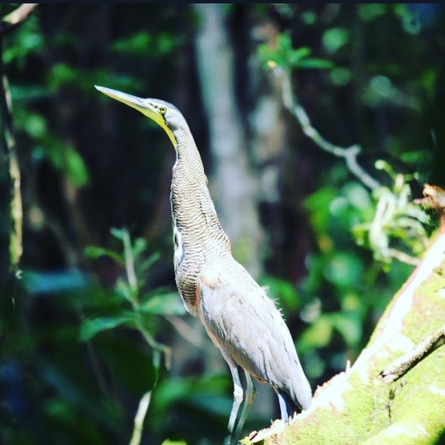 Terraba Sierpe Mangrove and Wildlife Tour Photo