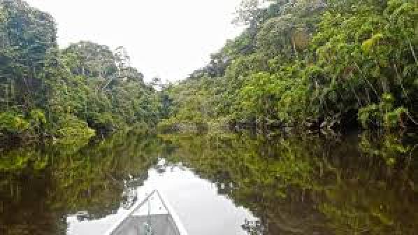 Cuyabeno Wildlife Reserve - Amazon, Ecuador | Anywhere