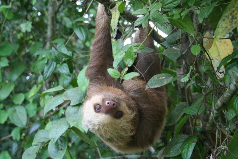 La Selva Biological Station - Costa Rica 2023 Travel Guide | Anywhere