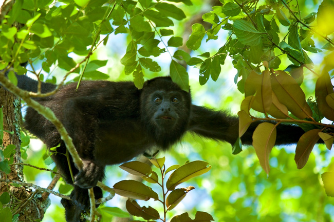 Guatemala Image