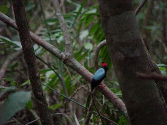 Long-tailed Manakin Photo