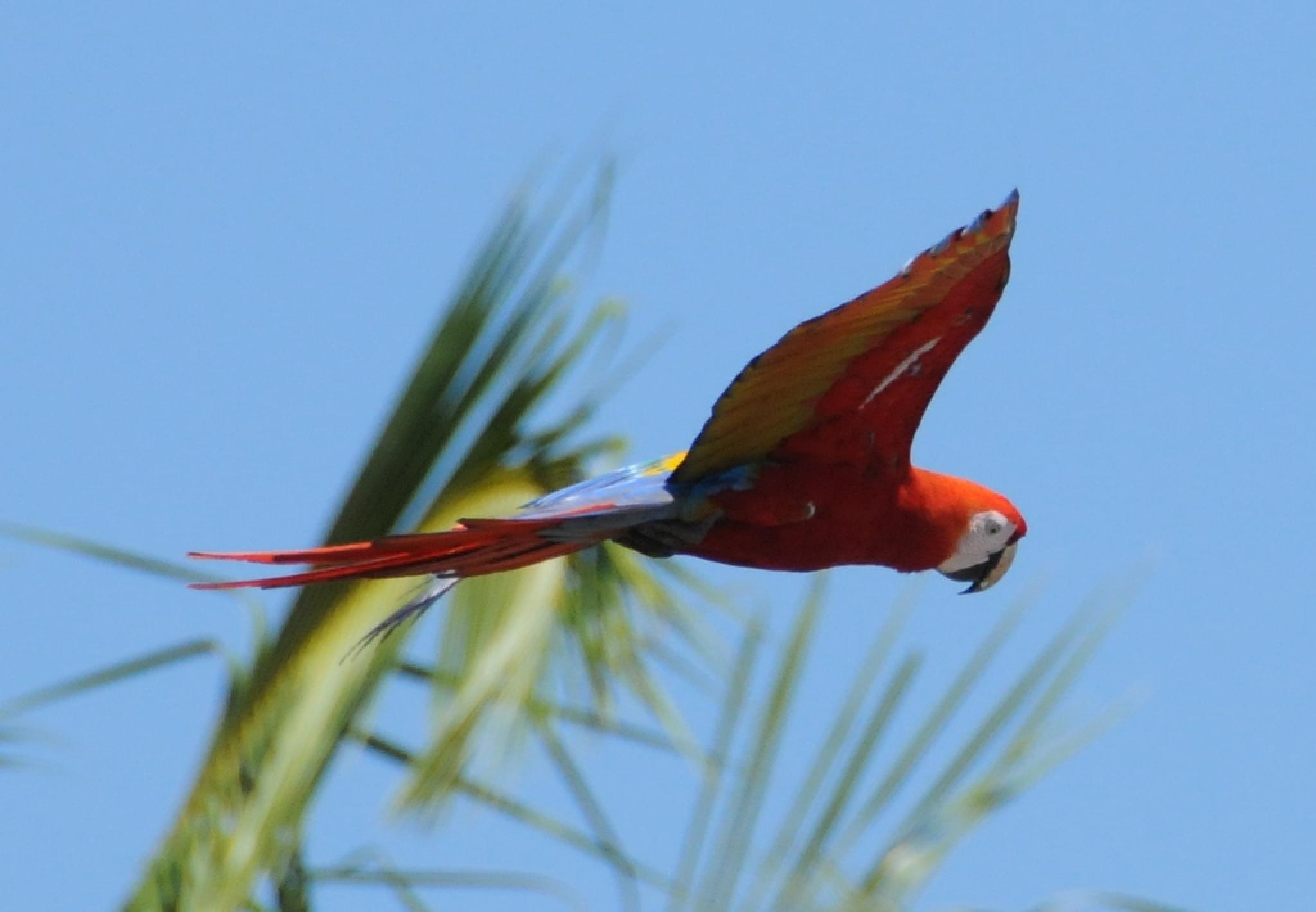 The Scarlet Macaw (parrot)