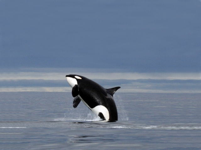 Orca, Ballena Asesina Photo