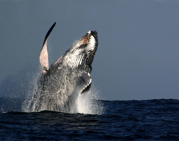 Ballena Jorobada Photo