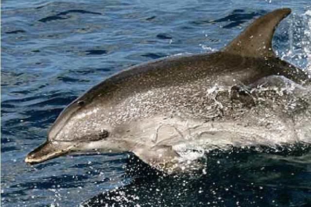 Pacific Spotted Dolphin Photo