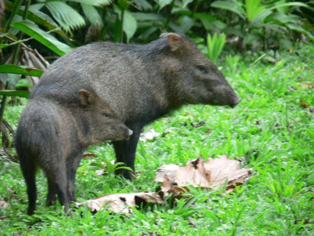 Collared Peccary Photo