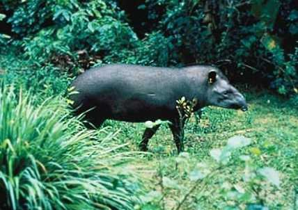 Bairds Tapir