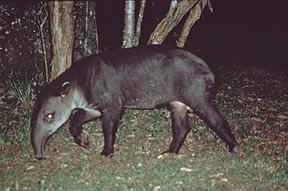 Baird's Tapir Photo