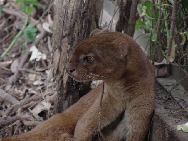 León Breñero (Yagouarundi) Photo