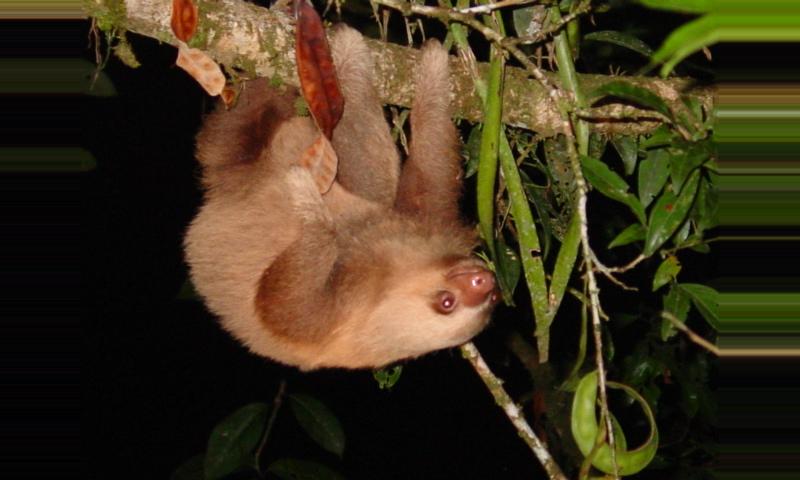The Two Toed Sloth Costa Rica