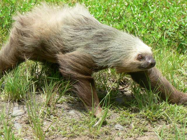 Two-Toed Sloth Photo