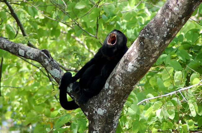 Mantled Howler Monkey Photo