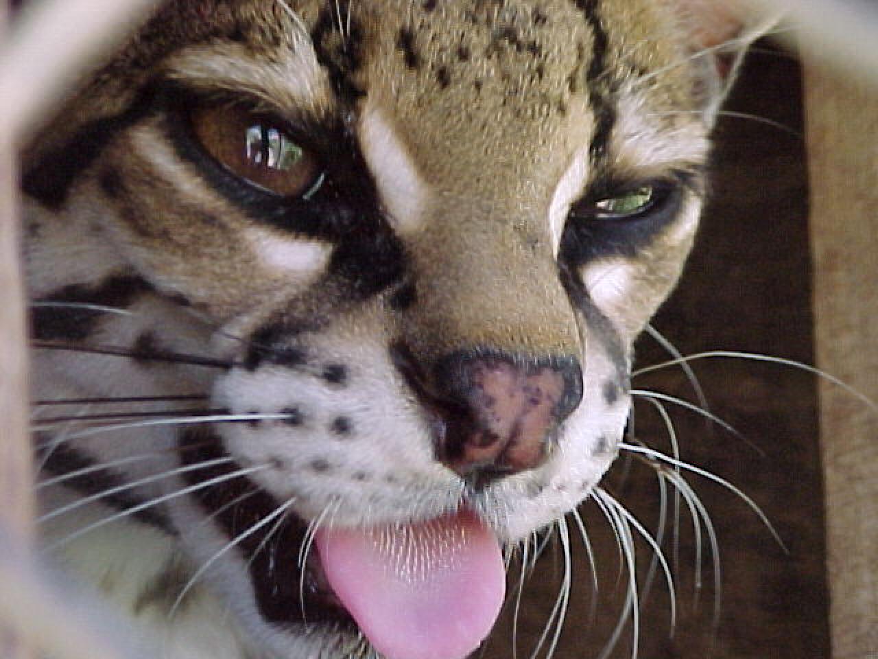 Margay cat best sale