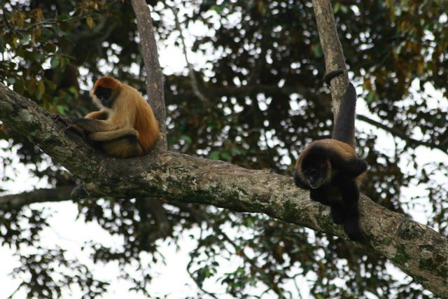 Spider Monkey Photo