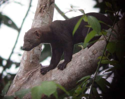 Tayra Photo