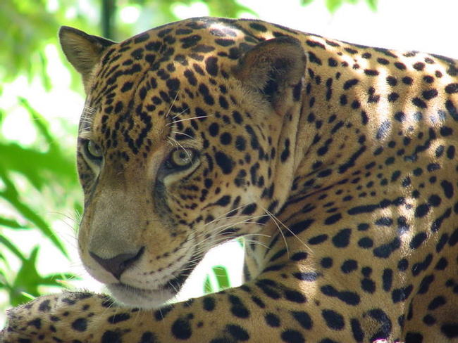 Jaguar Photo