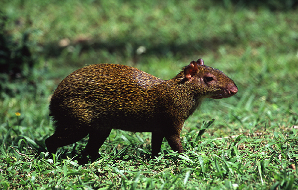 Agutí Centroamericano, Cherenga Photo