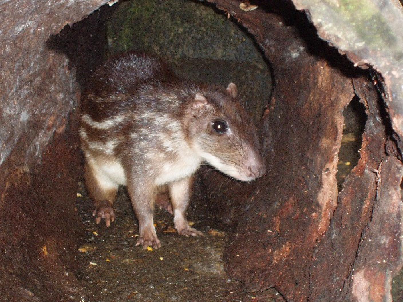 The Paca Mammal Rodentia