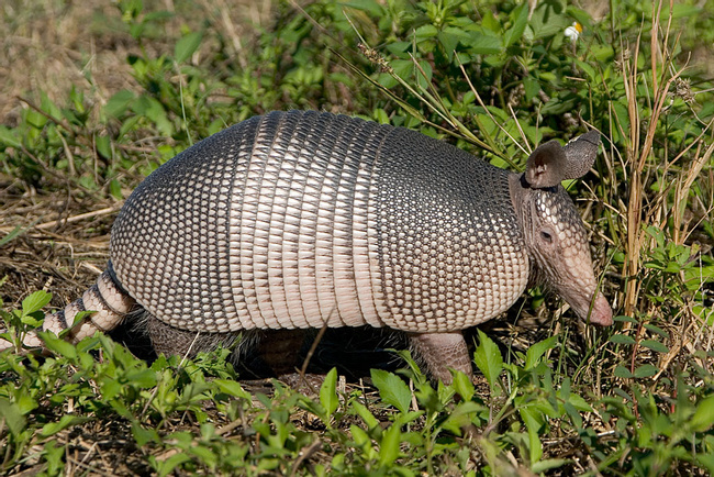 El Armadillo, Cusuco Photo