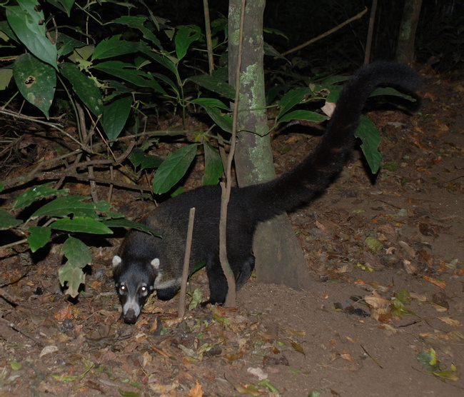 Coati Photo