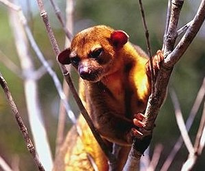 Kinkajou Photo