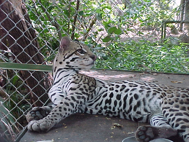 Ocelot Photo