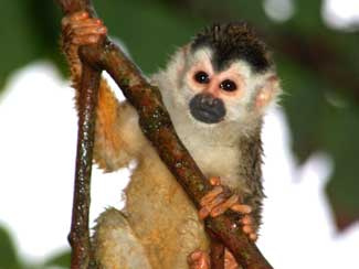 Squirrel Monkey Photo