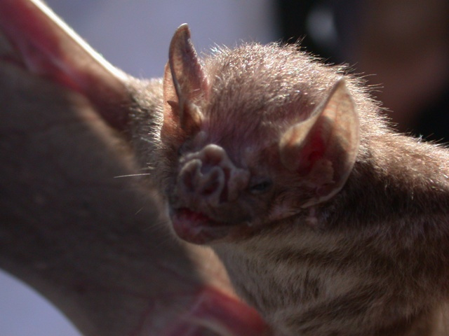 Vampire Bat Photo