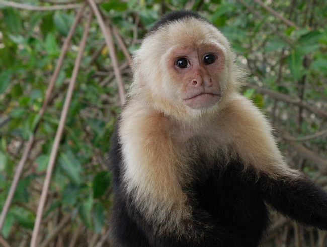 White-Faced or Capuchin Monkey Photo