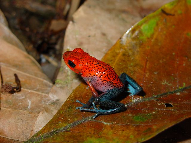 blue and orange poison dart frog