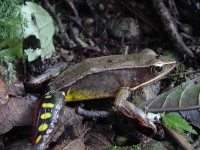 Brilliant Forest Frog Photo