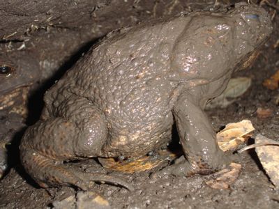 Giant Toad Or Cane Toad