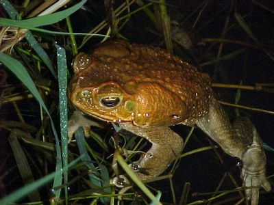 Giant Toad Or Cane Toad