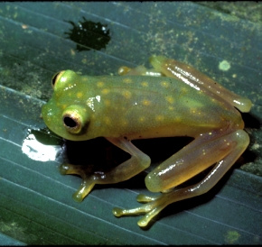 Glass Frog Photo