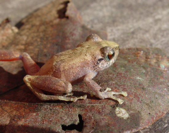 Common Tink Frog Photo