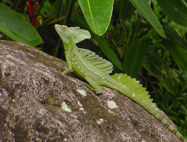 Common Basilisk Photo