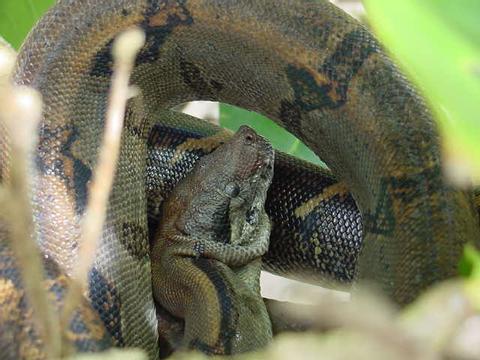 Boas - Boidae - Constricting Snakes