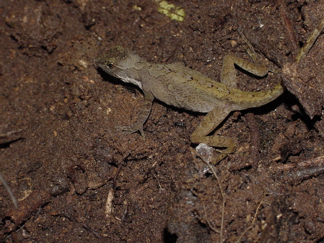 Lagartija Anolis Photo