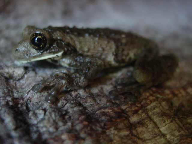 Milk Frog Photo