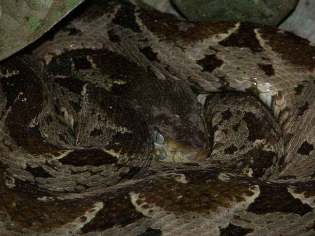 Fer-de-Lance Photo