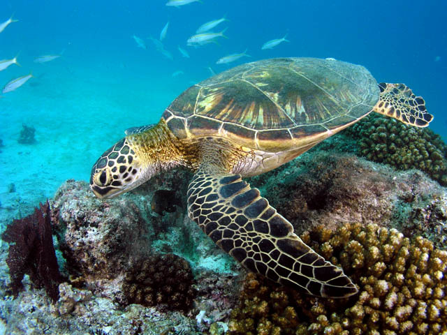 Green Turtle Photo