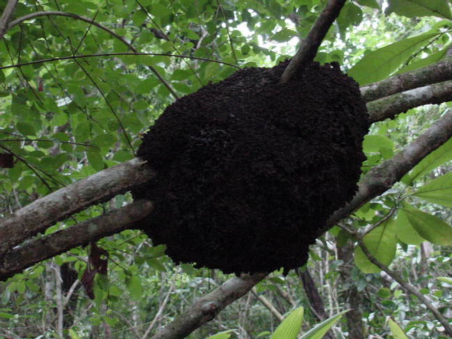 Arboreal Termites Photo