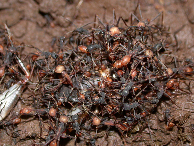 Army Ant Photo