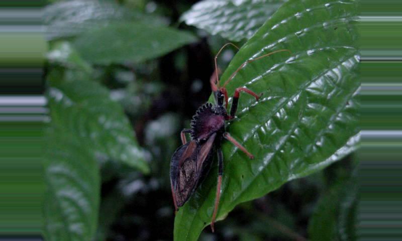 assassin-bugs-and-kissing-bugs-costa-rica