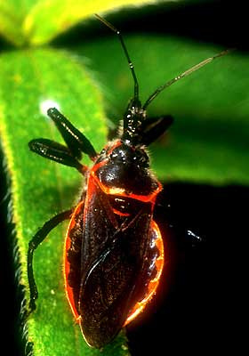 Assassin Bugs and Kissing Bugs Photo