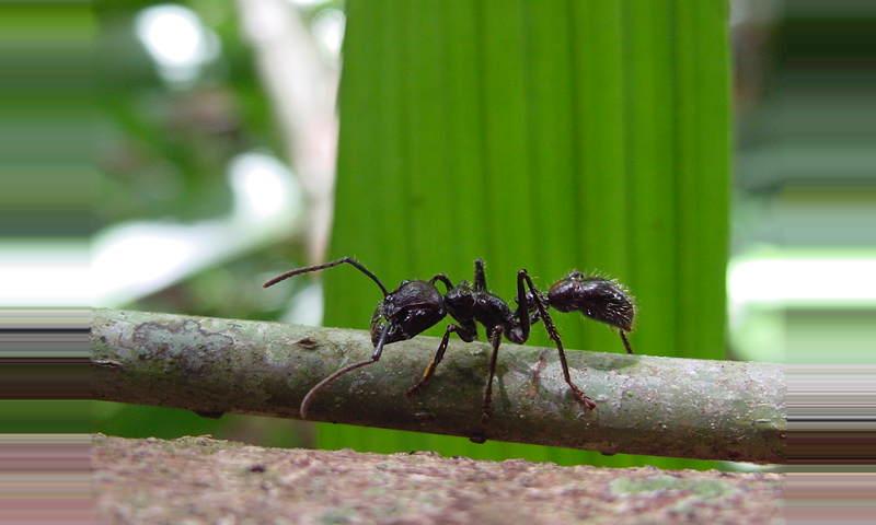 The Bullet Ant (insect), Costa Rica