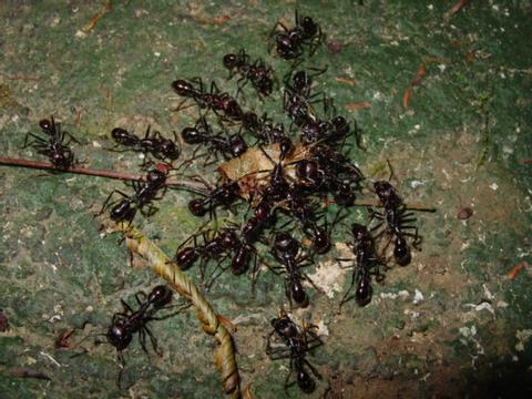 bullet ants