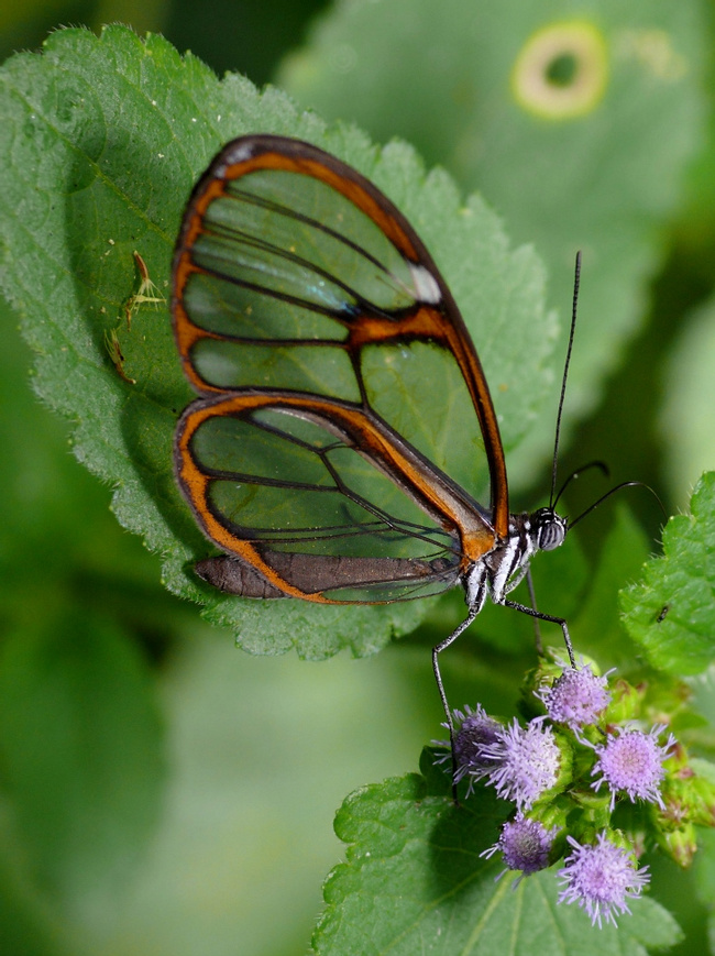 Glasswing Butterfly Photo