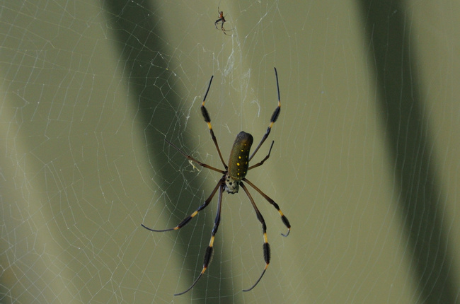 Araña de Seda Dorada Photo