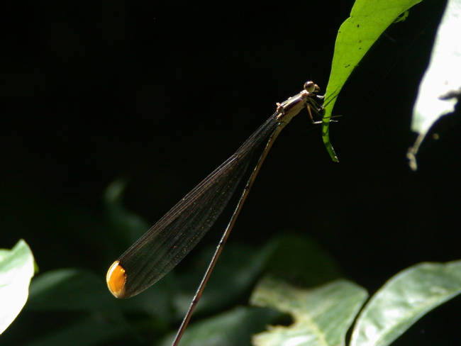 Helicopter Damselfly, Insect - Invertebrate Photo